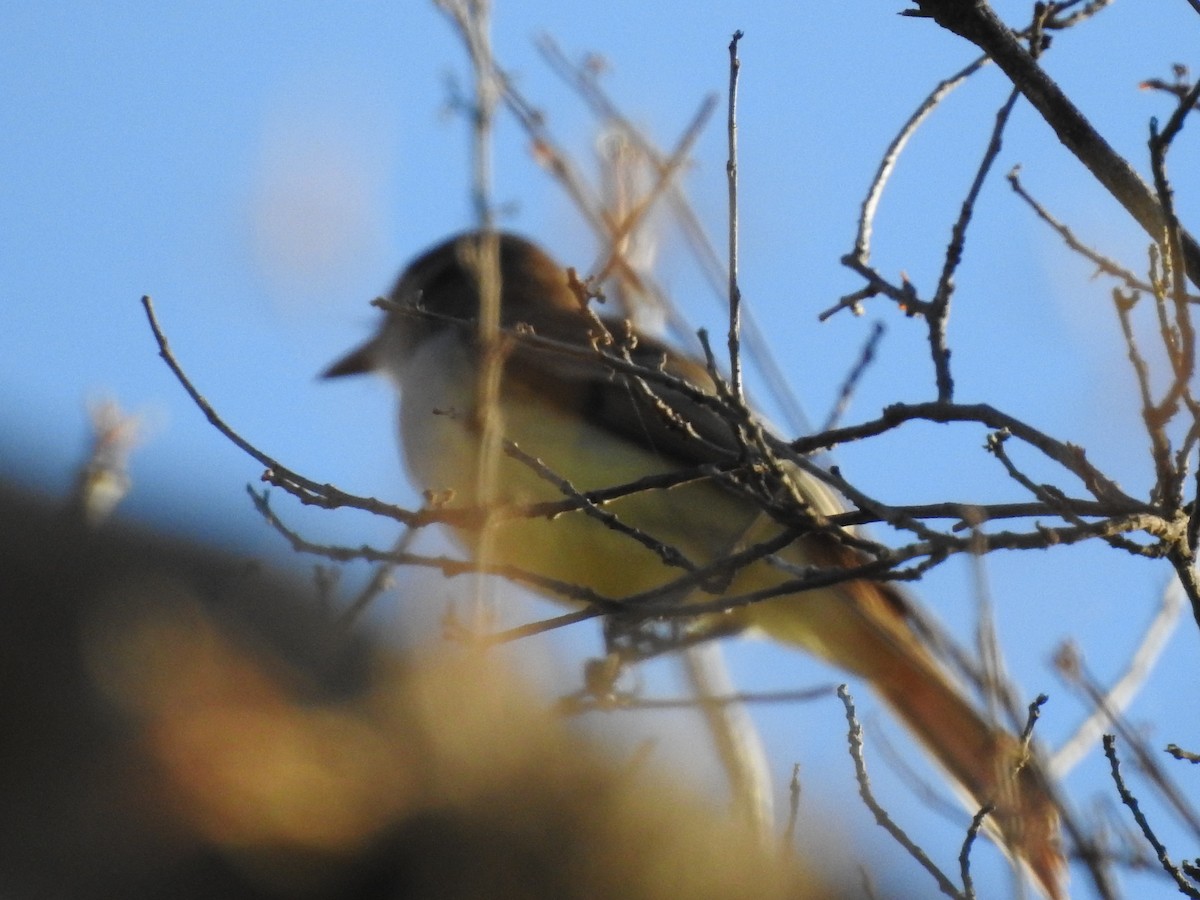 Stolid Flycatcher - ML602444211