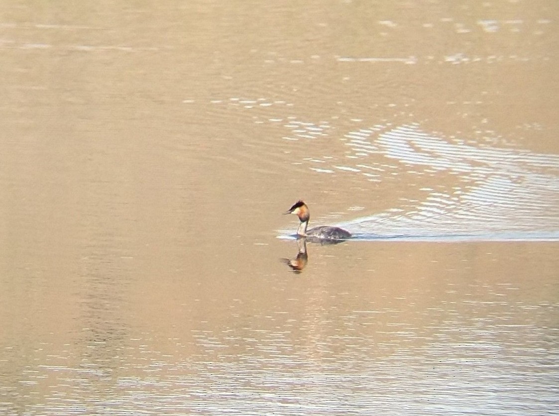 Great Crested Grebe - ML602444641