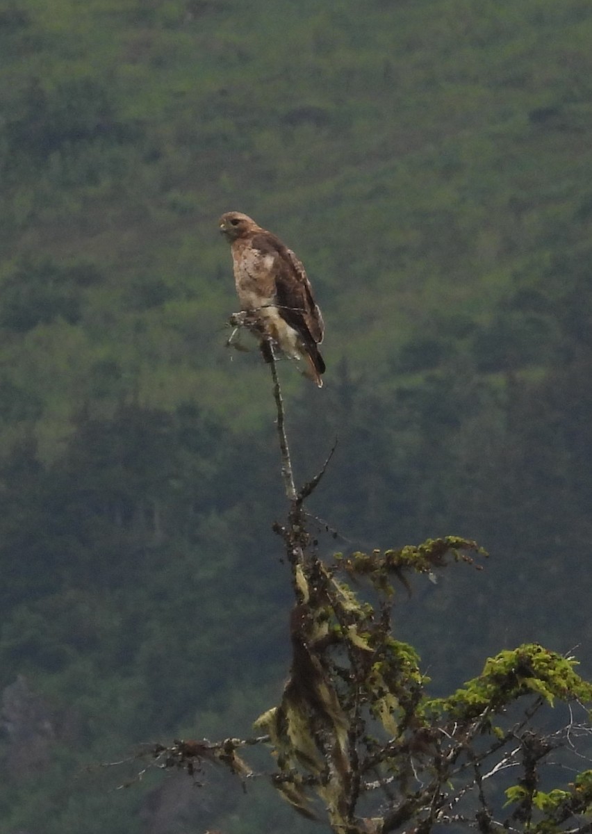 Red-tailed Hawk - Debbie Segal