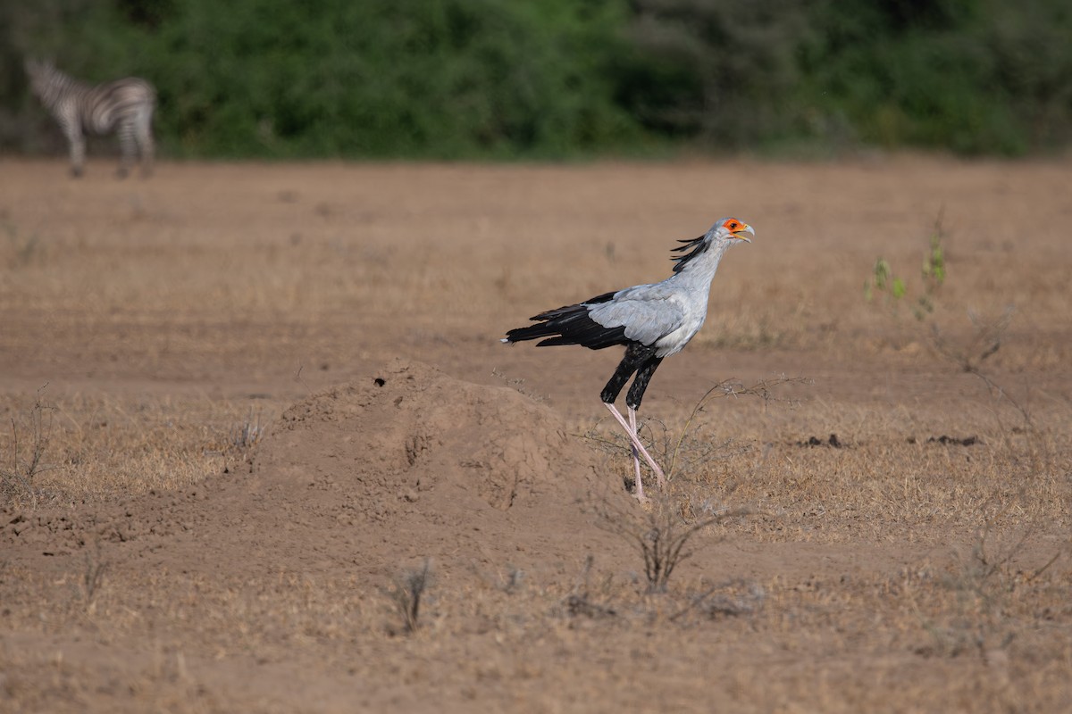 Secretarybird - Frédéric Bacuez