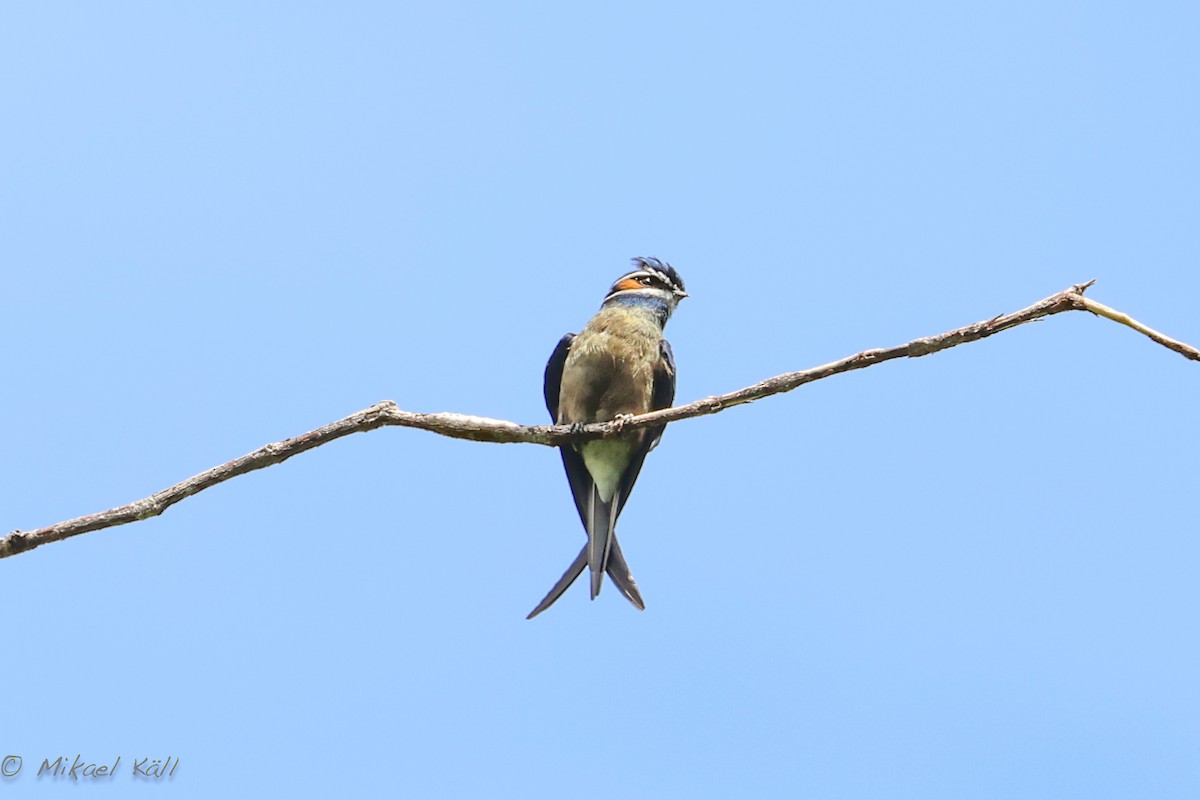 Whiskered Treeswift - ML602446531