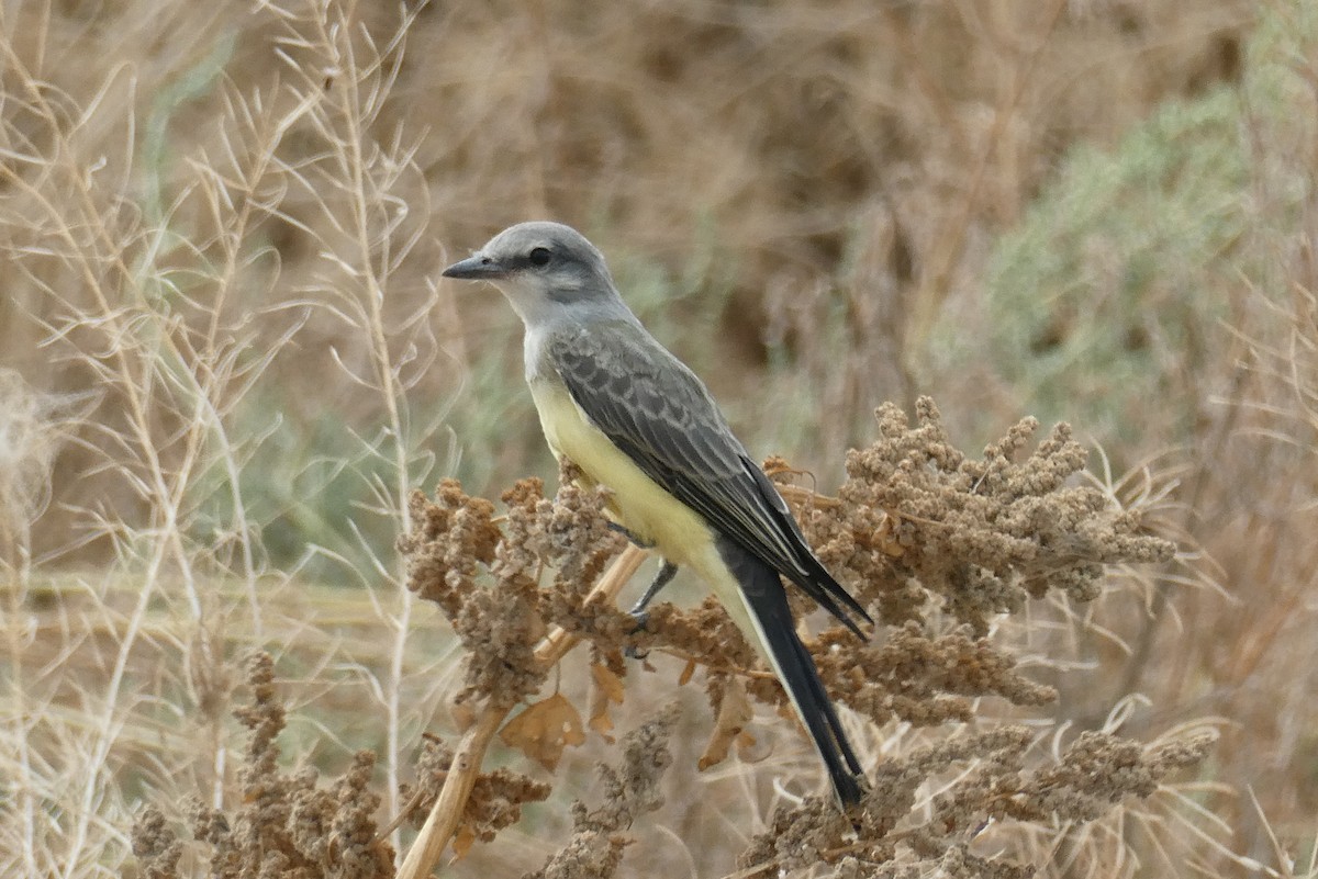 Western Kingbird - ML602446561