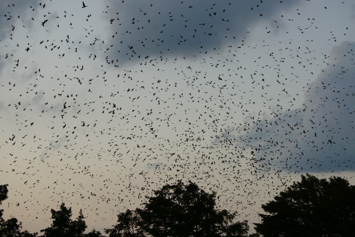 Purple Martin - ML602446821