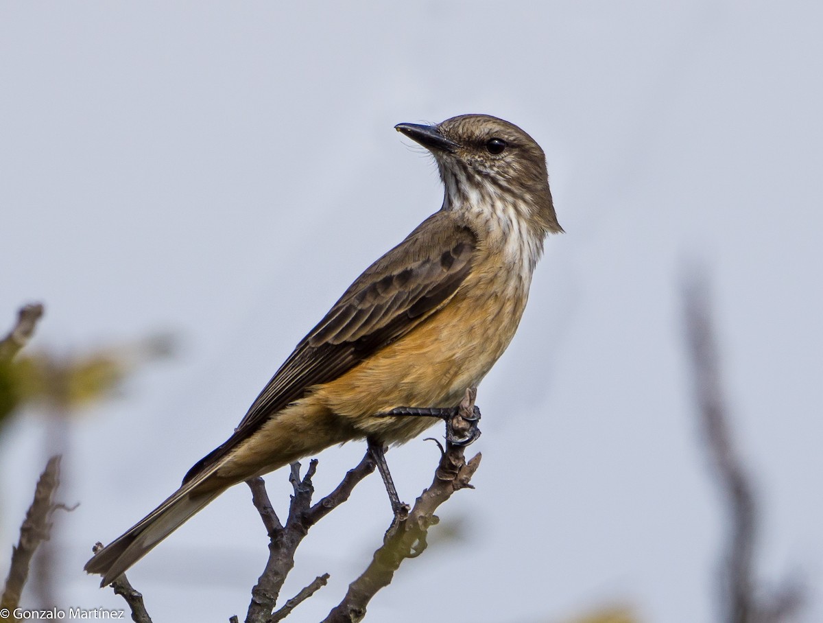 Streak-throated Bush-Tyrant - ML602446881