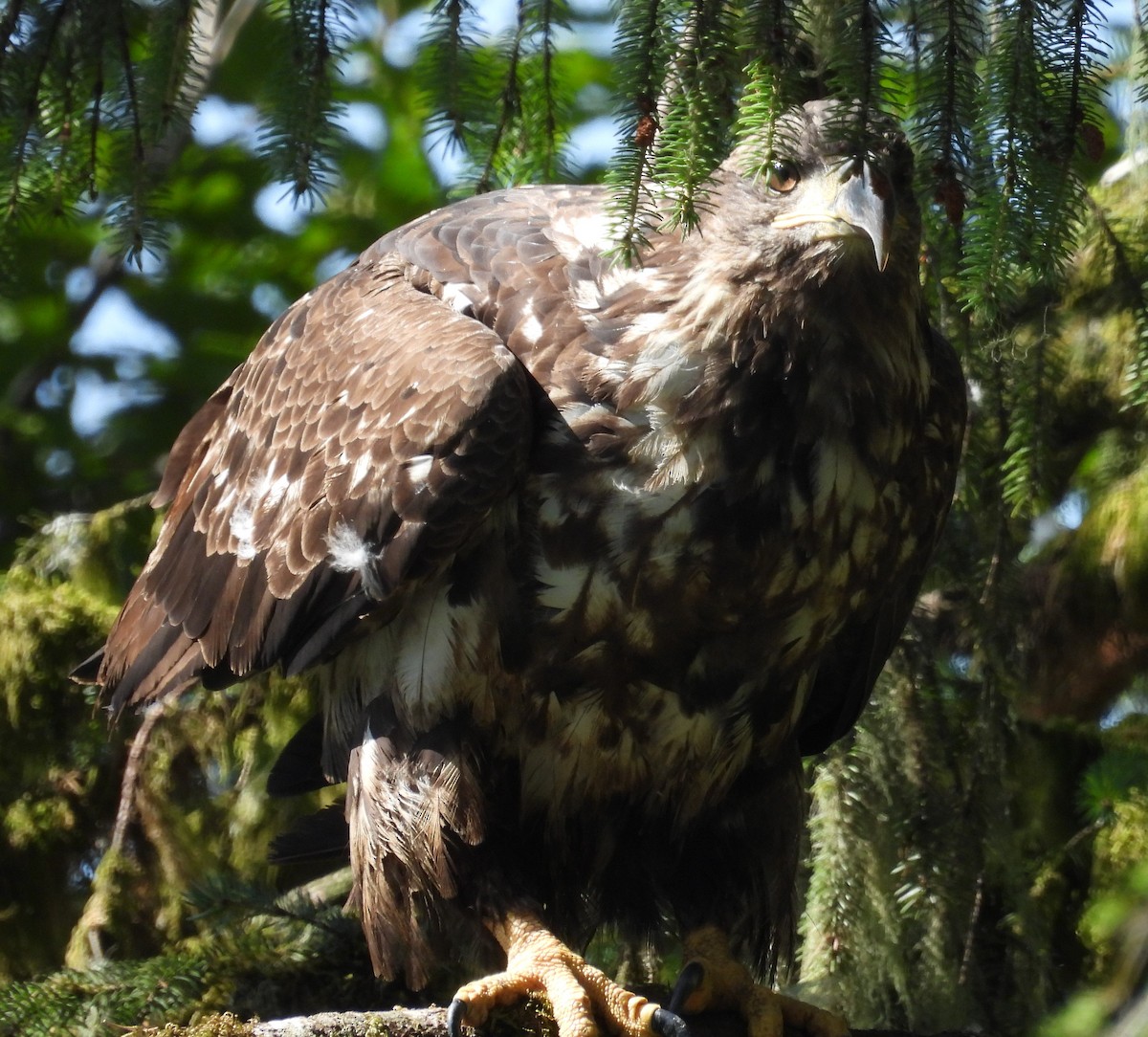 Bald Eagle - ML602447171