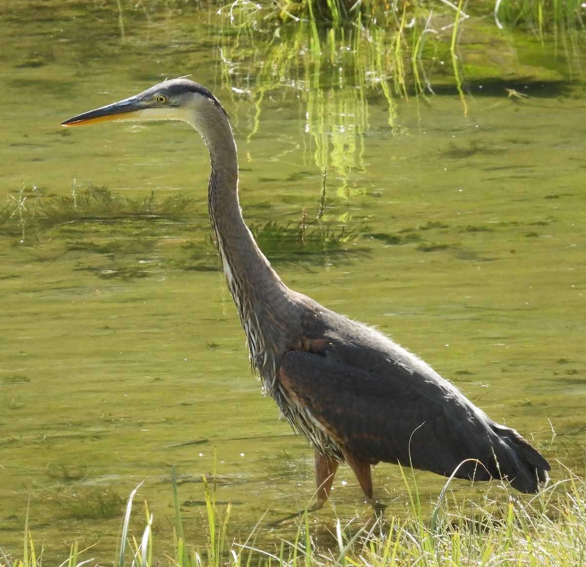 Great Blue Heron - Debbie Segal