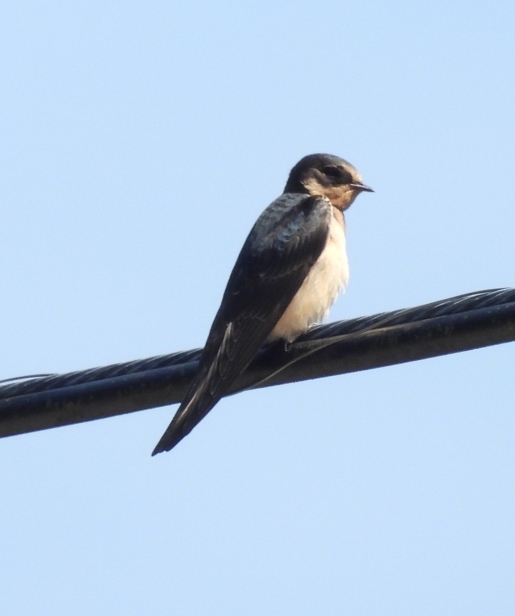 Barn Swallow - ML602447291