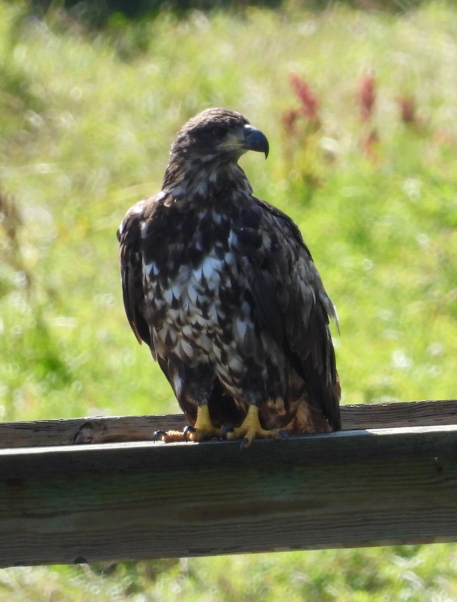 Bald Eagle - ML602447381