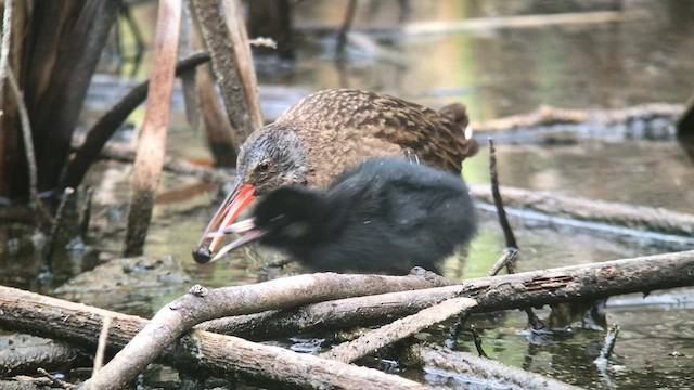 Virginia Rail - ML602447831