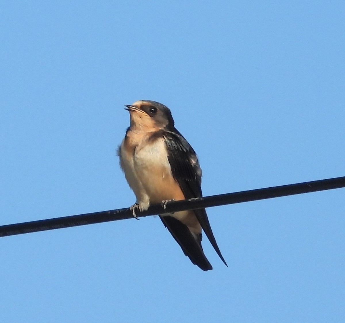 Barn Swallow - Debbie Segal