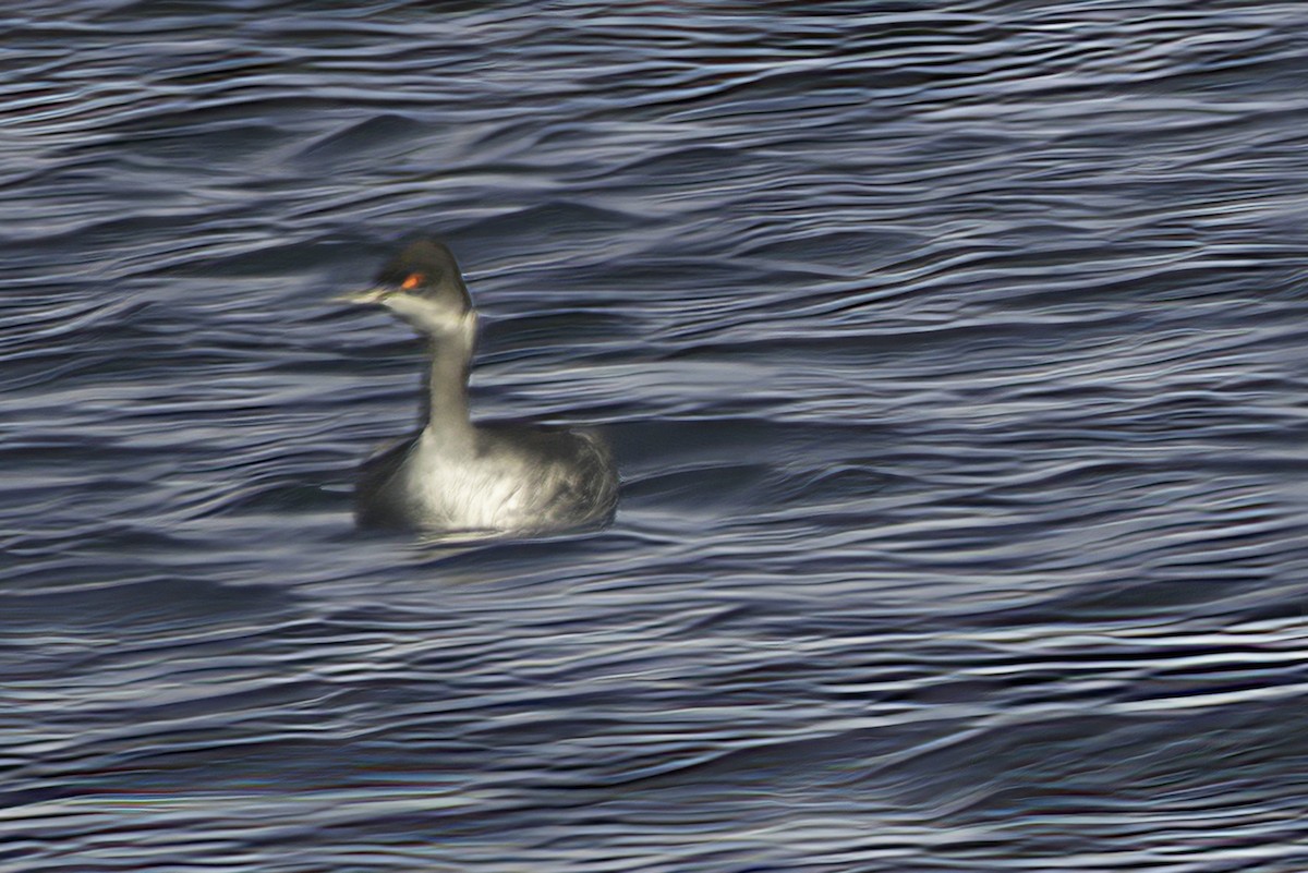 Eared Grebe - ML602449031