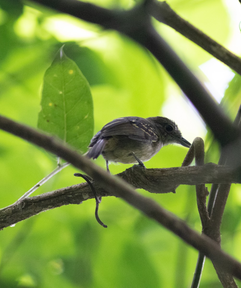 Tüpfelkronen-Ameisenvogel - ML602450731