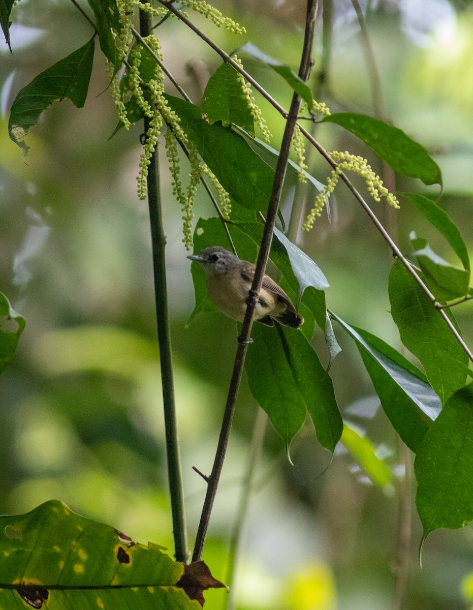 White-flanked Antwren (White-flanked) - ML602450861