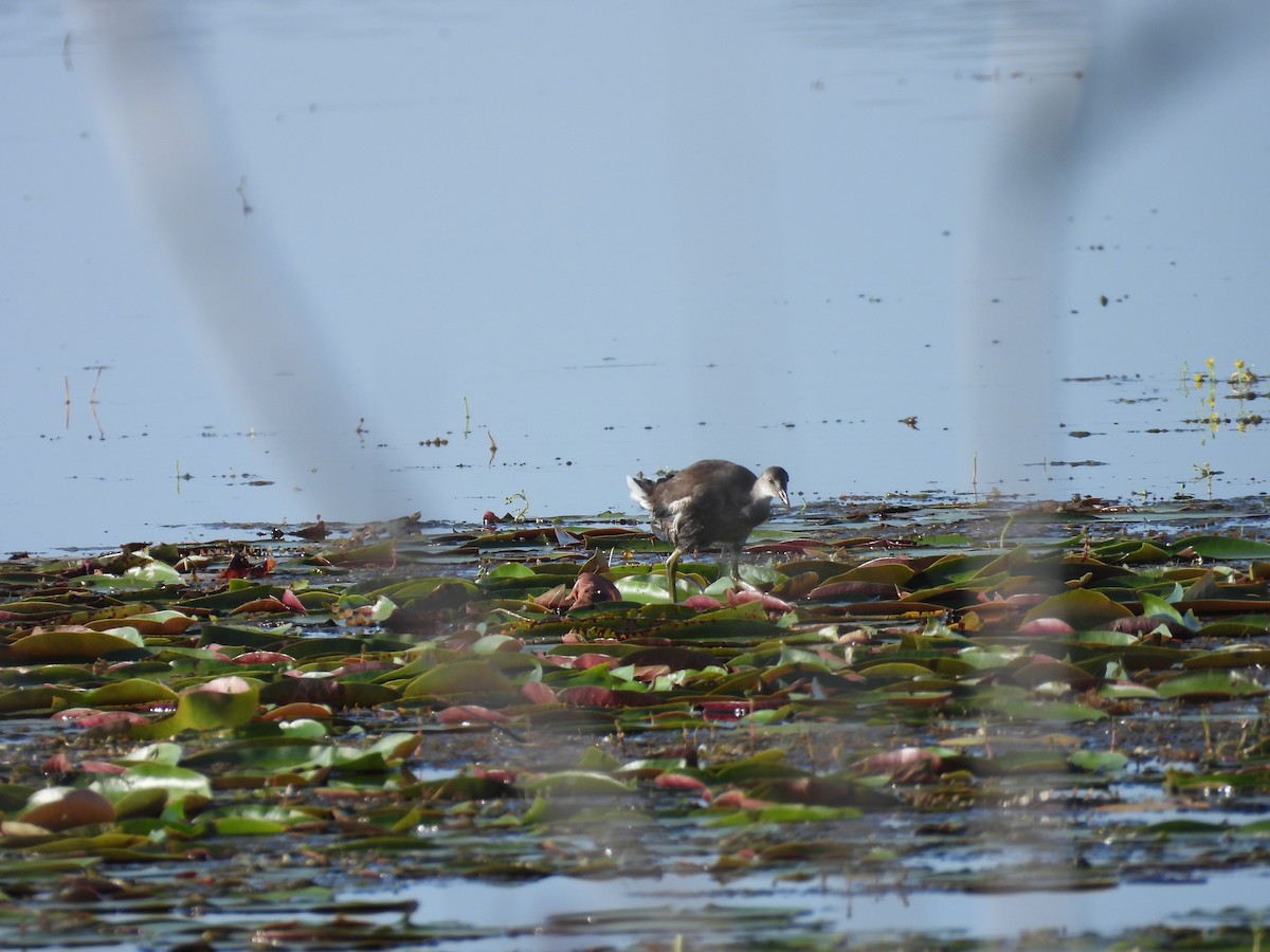 Gallinule d'Amérique - ML602451081