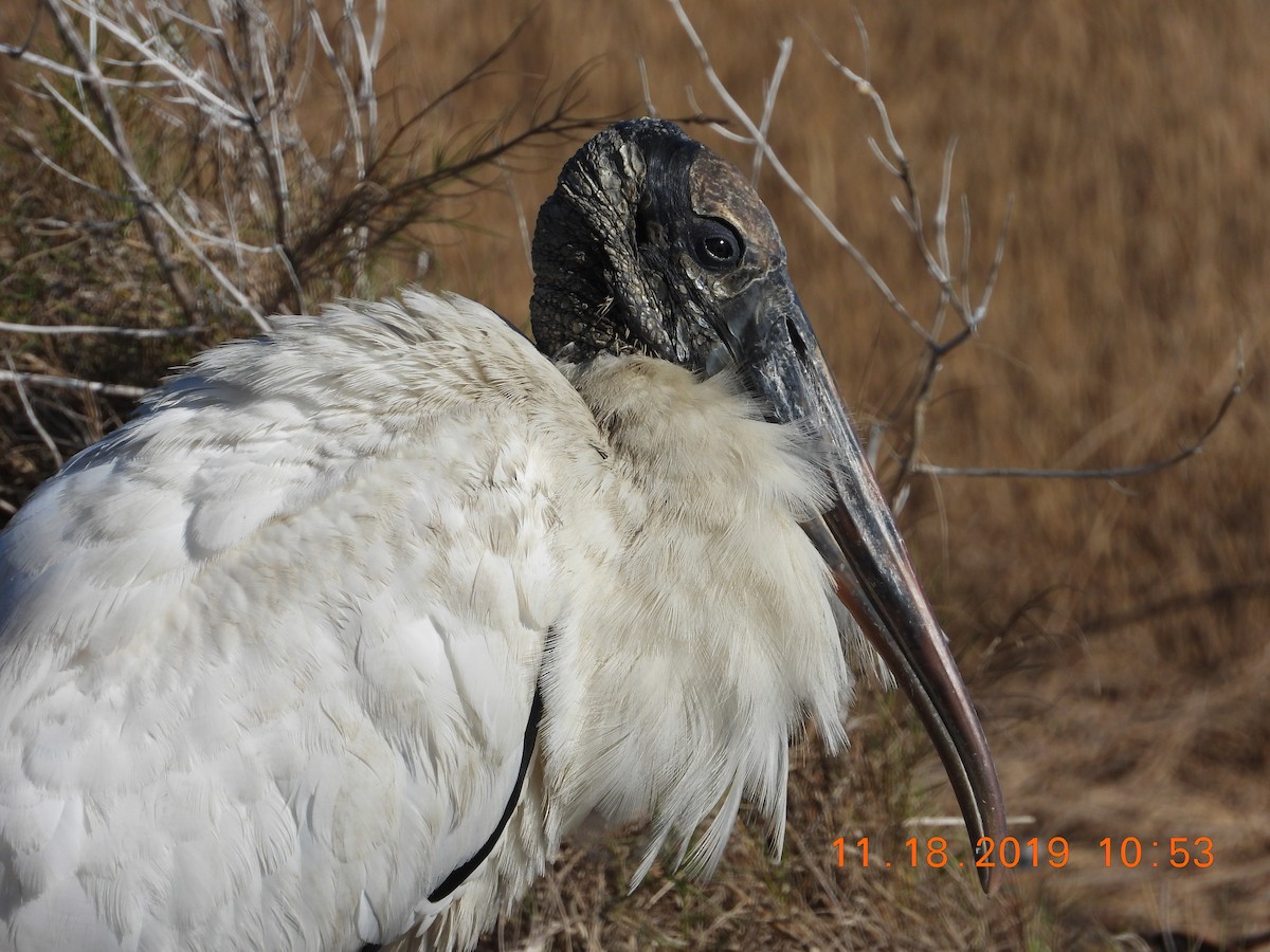 Wood Stork - ML602451861