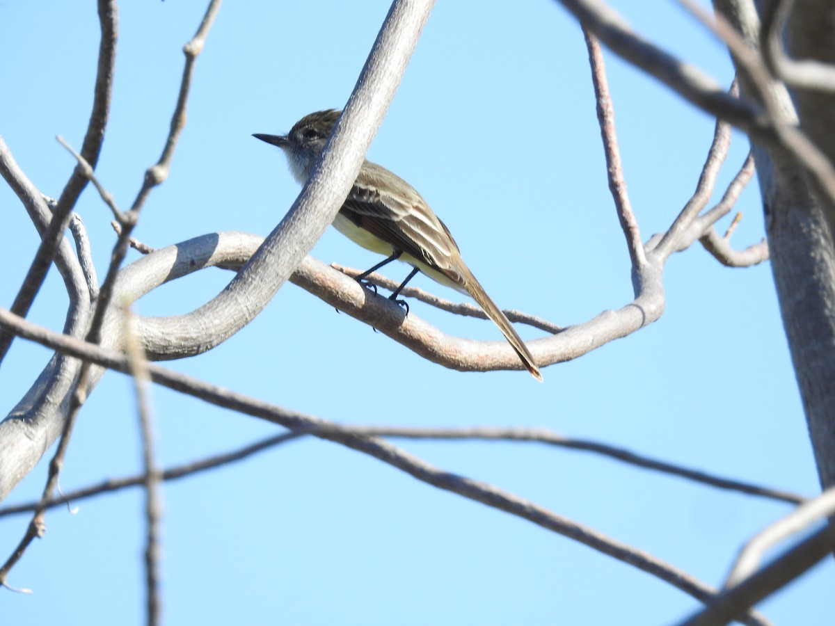 Stolid Flycatcher - ML602454091