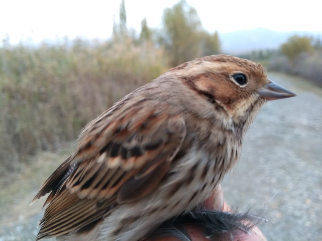 Little Bunting - ML60245481