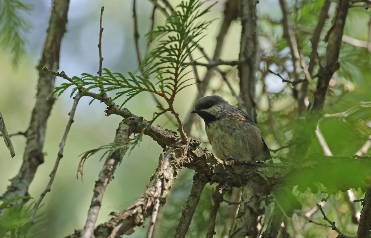 Boreal Chickadee - ML602455351