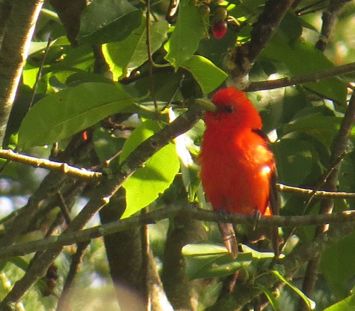 Scarlet Tanager - ML602455411