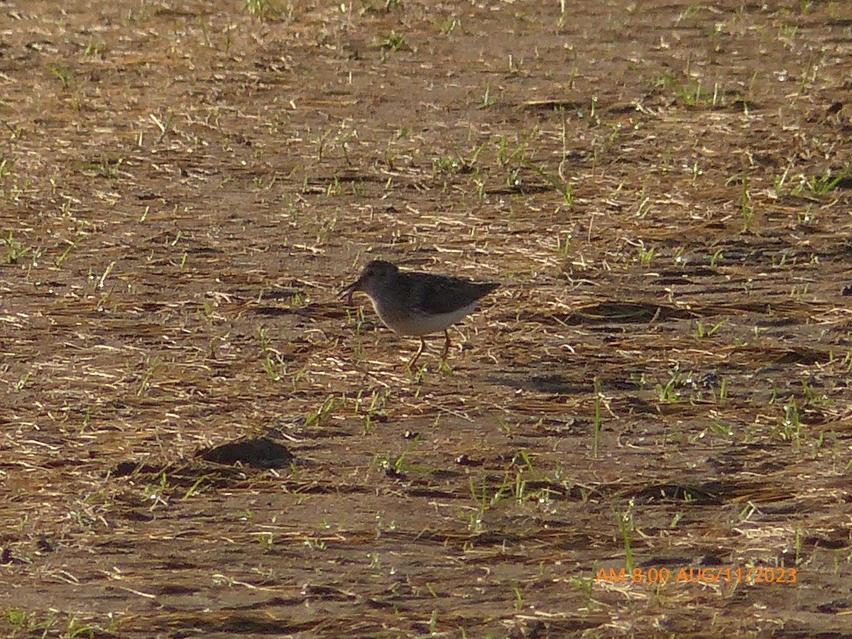 Least Sandpiper - Sam Skinner