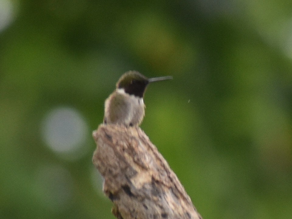 Colibri à gorge rubis - ML60245731