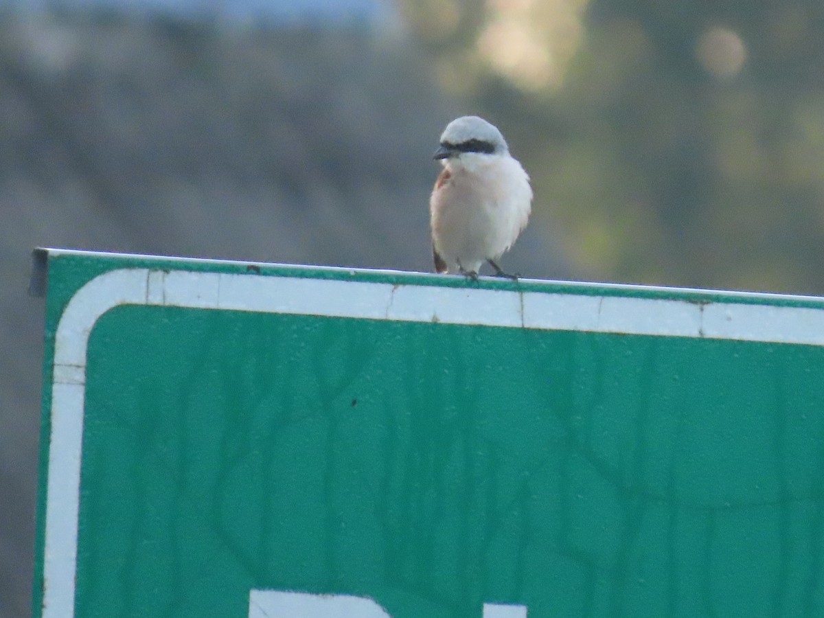 Red-backed Shrike - ML602458041