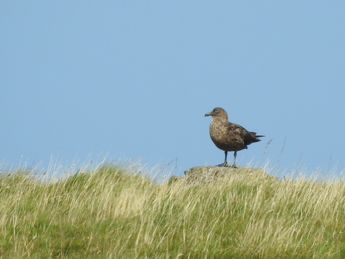 Great Skua - Mark Smiles