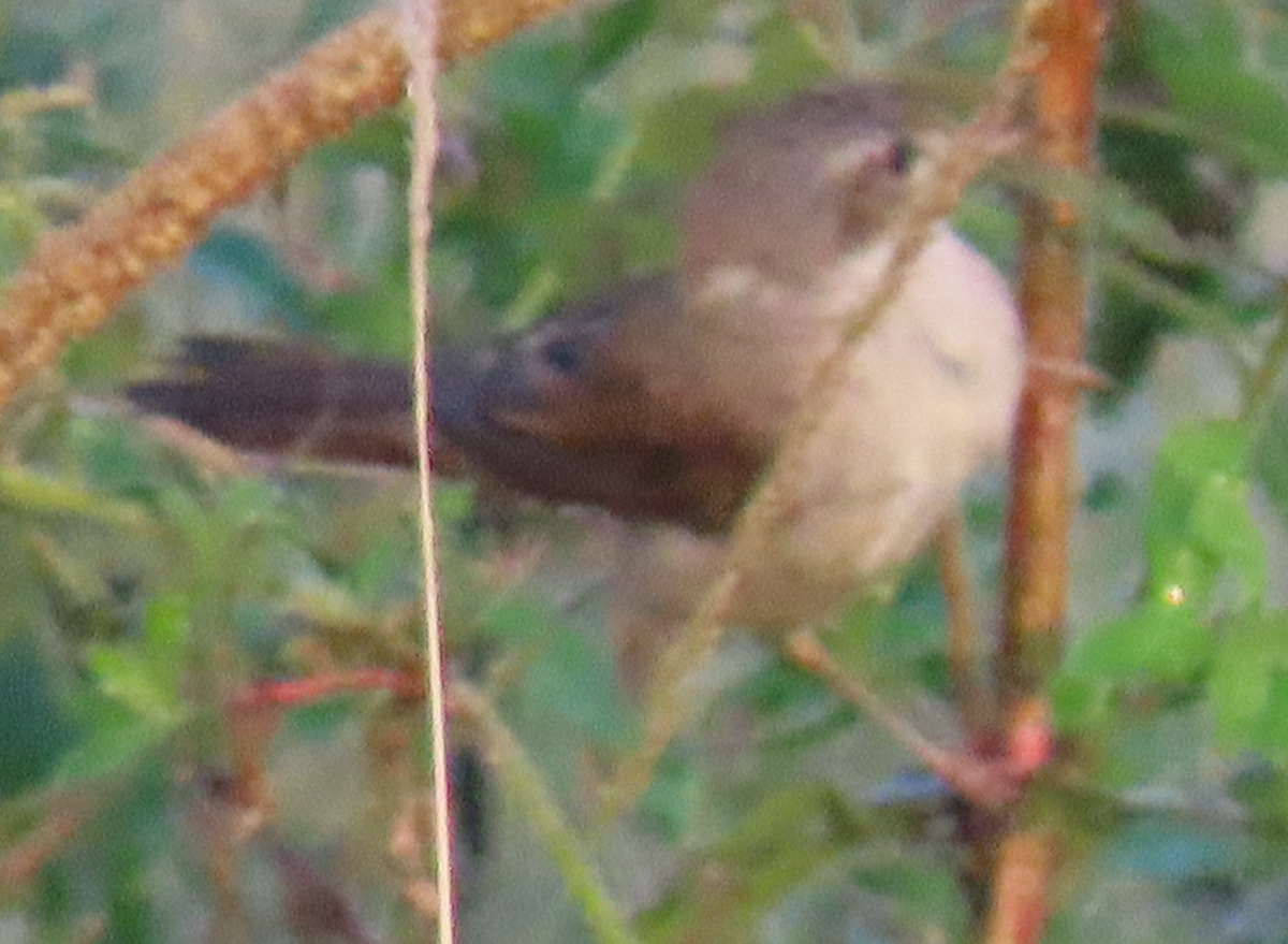 Savi's Warbler - ML602458141