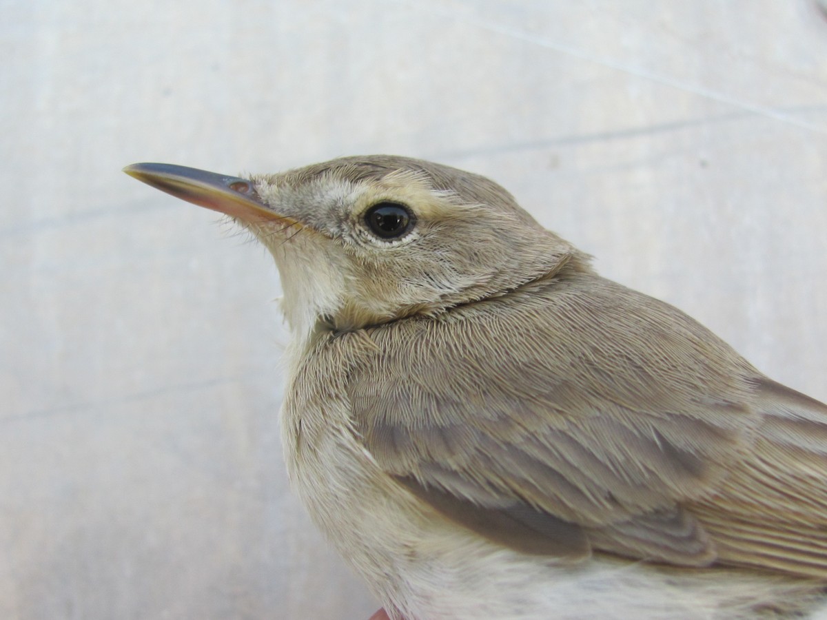 Booted Warbler - ML60246061