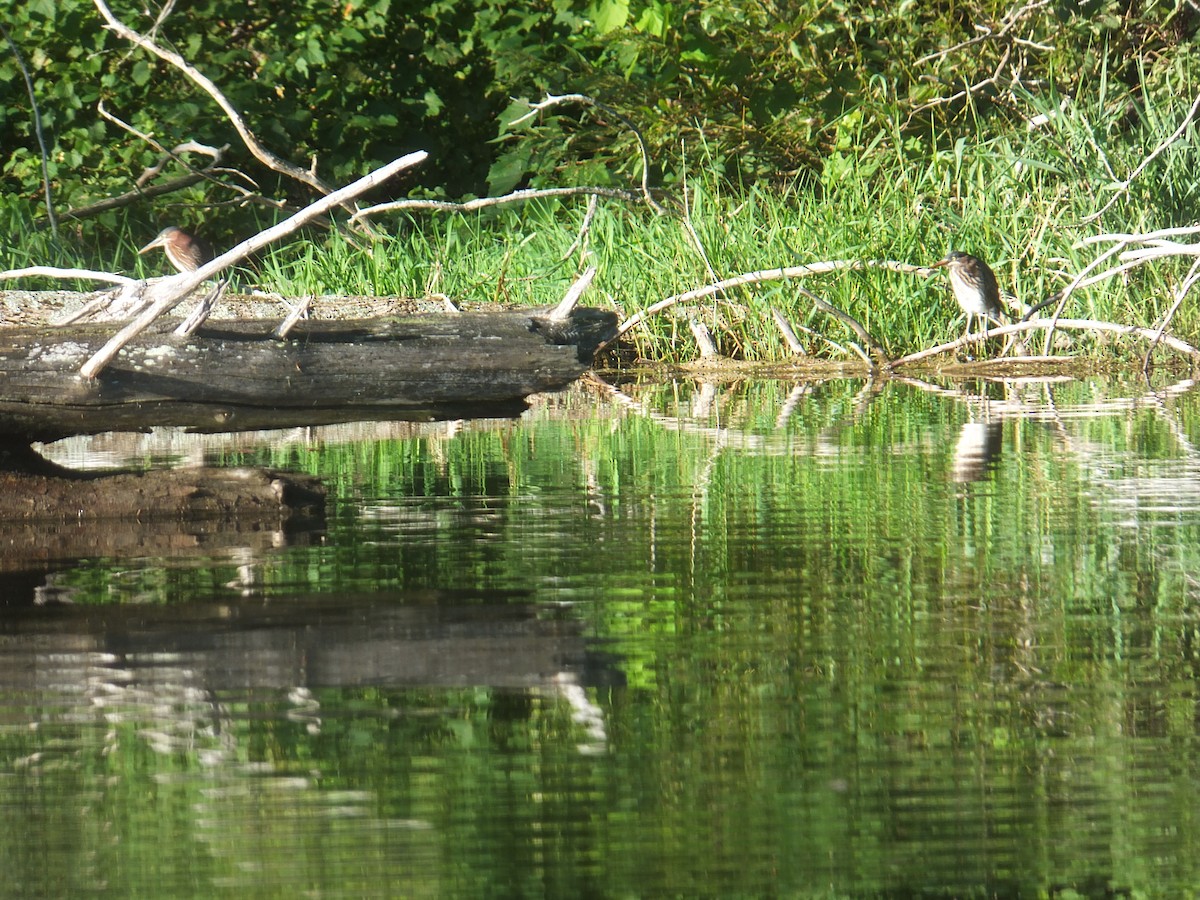 Green Heron - ML602460631