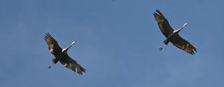 Sandhill Crane - ML602460691