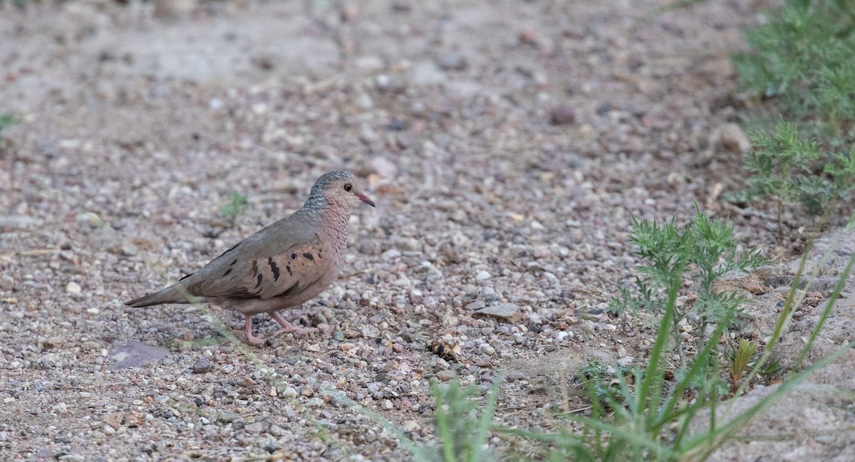 Common Ground Dove - ML602461481