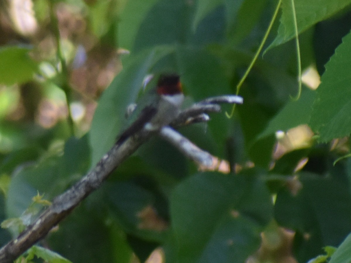 Рубиновогорлый колибри - ML60246151