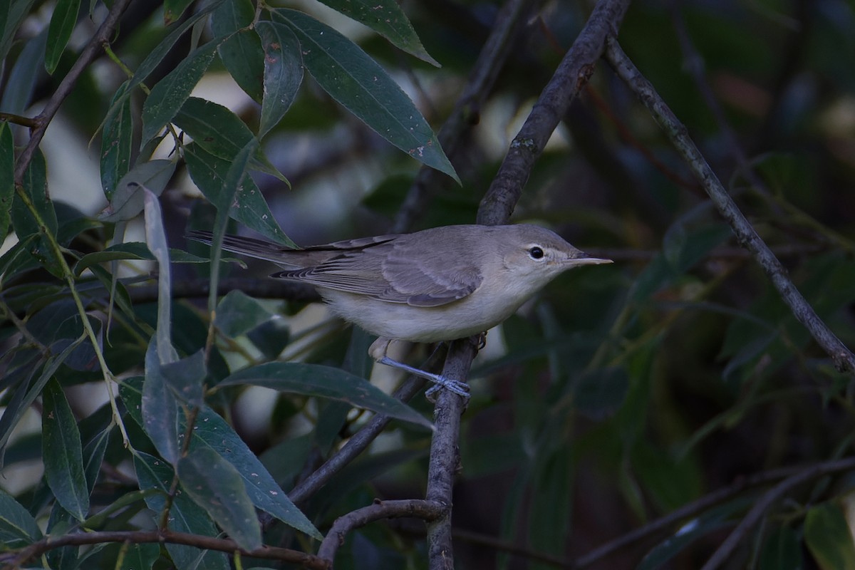 Eastern Olivaceous Warbler - Gojko Kukobat