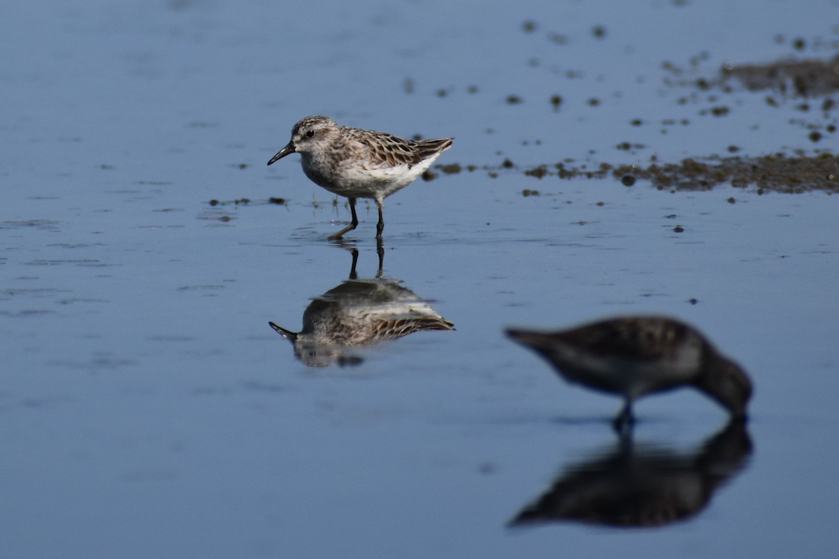 Semipalmated Sandpiper - David Lichter