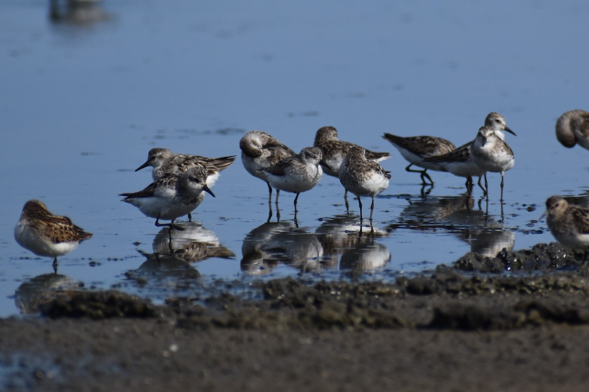 Semipalmated Sandpiper - David Lichter