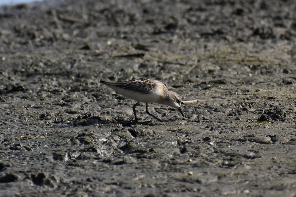 Semipalmated Sandpiper - David Lichter