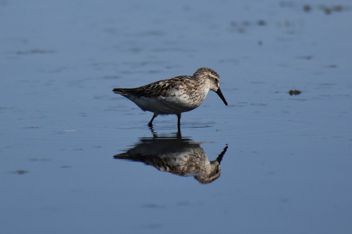 Semipalmated Sandpiper - ML602462001