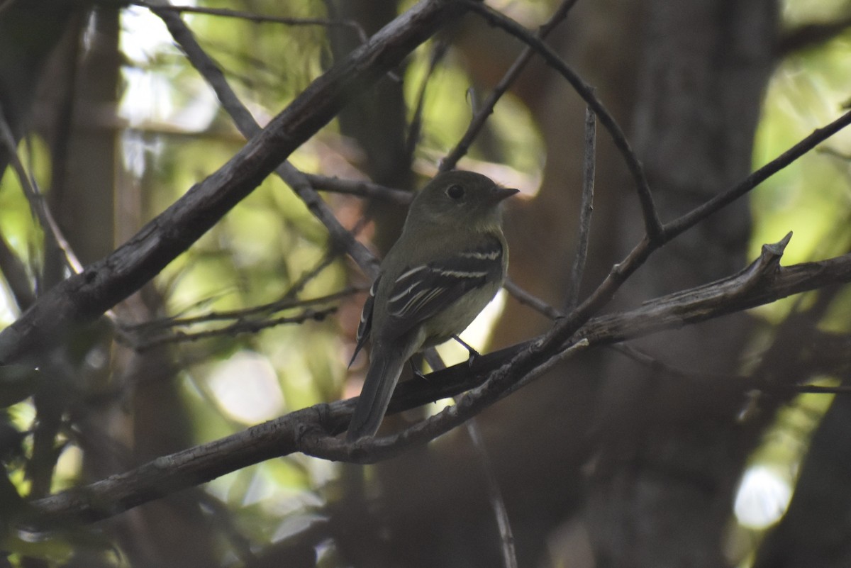 חטפית Empidonax בלתי-מזוהה - ML602462121