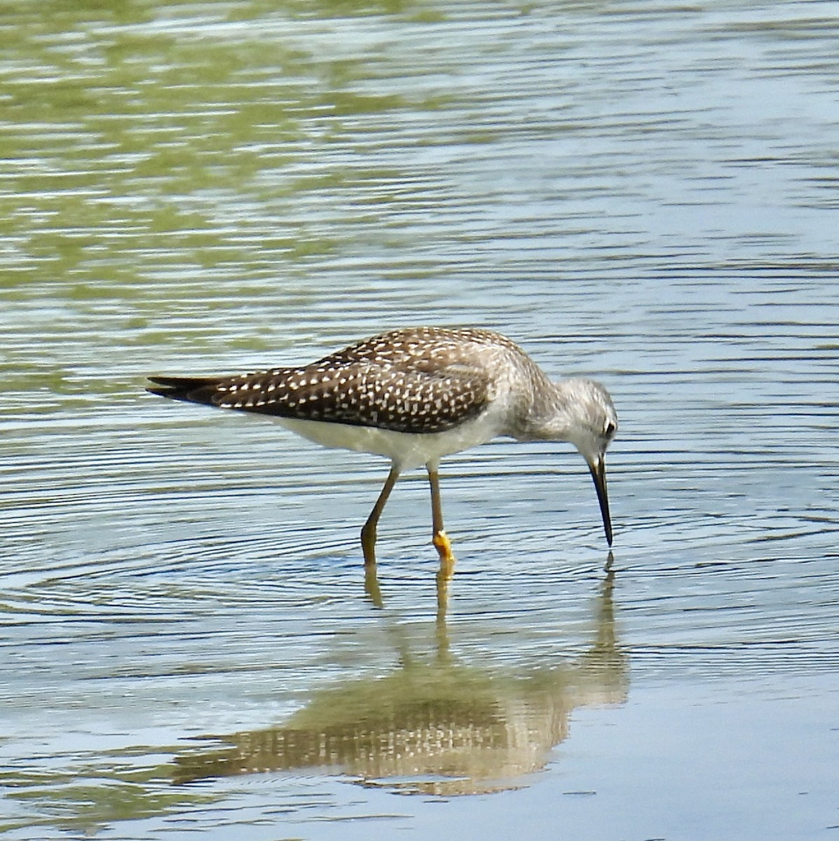 Lesser Yellowlegs - ML602462421