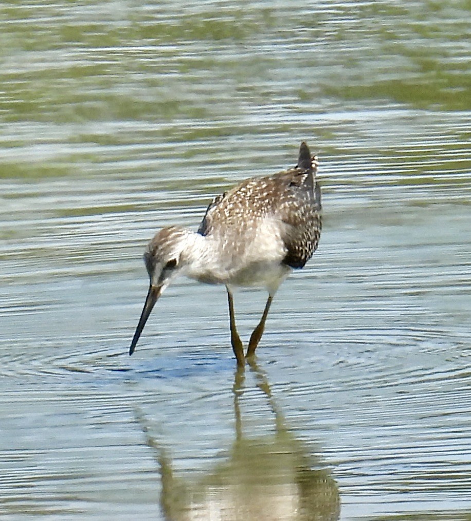 Lesser Yellowlegs - ML602462431