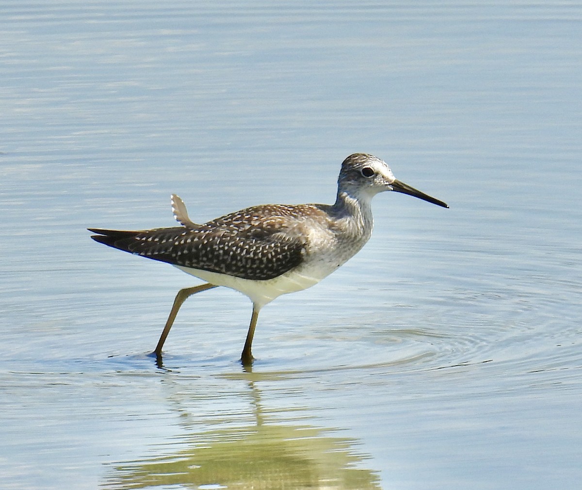 Lesser Yellowlegs - ML602462441