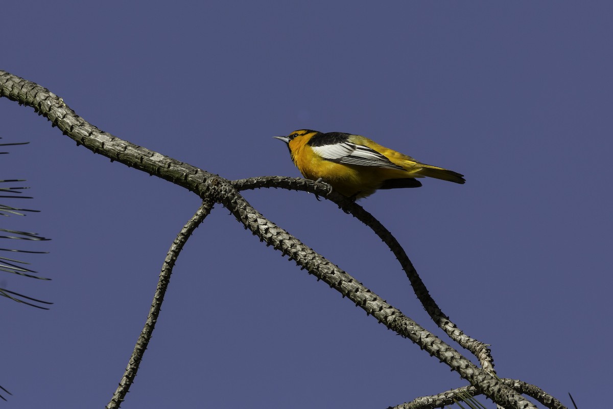 Bullock's Oriole - ML602462521