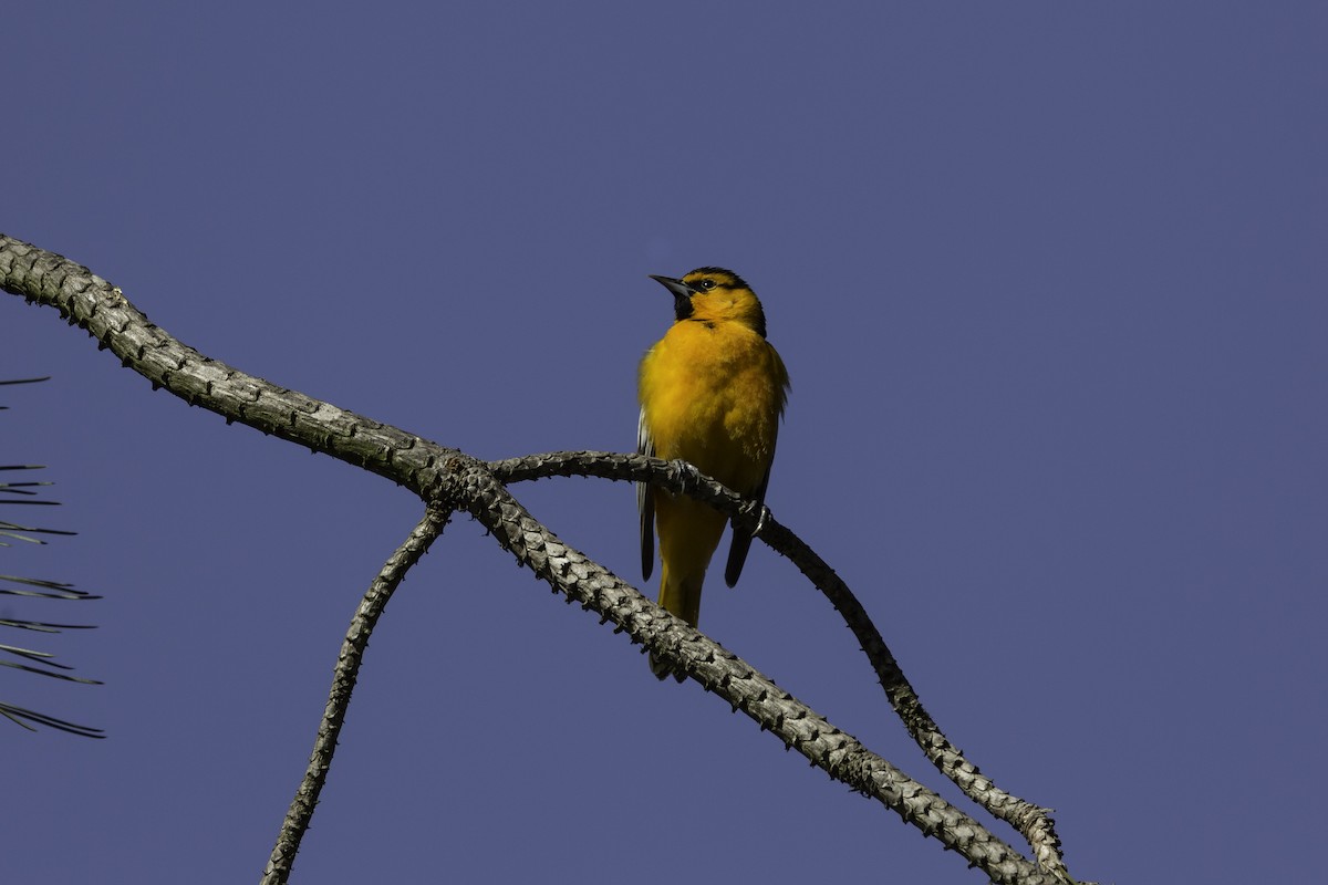 Bullock's Oriole - ML602462531