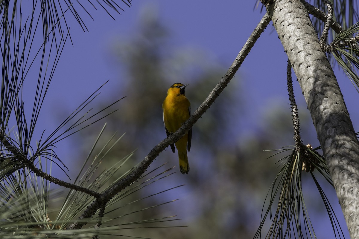 Bullock's Oriole - ML602462541