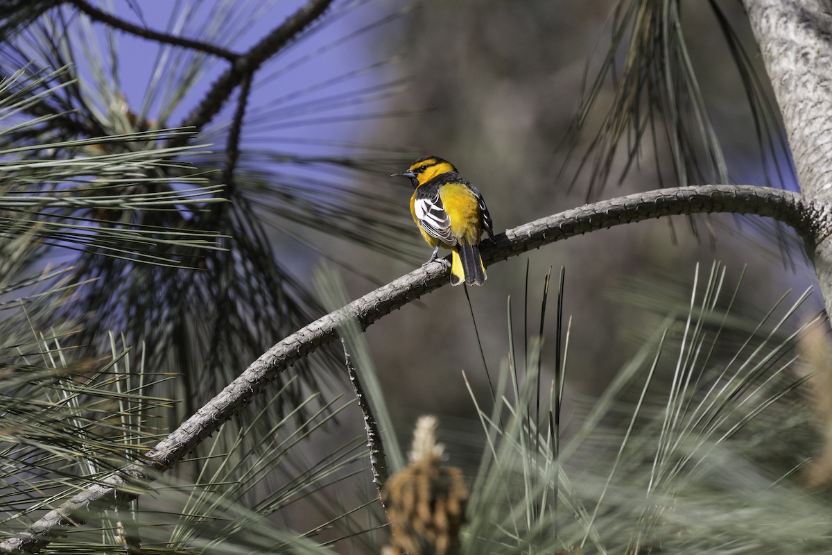 Bullock's Oriole - ML602462551