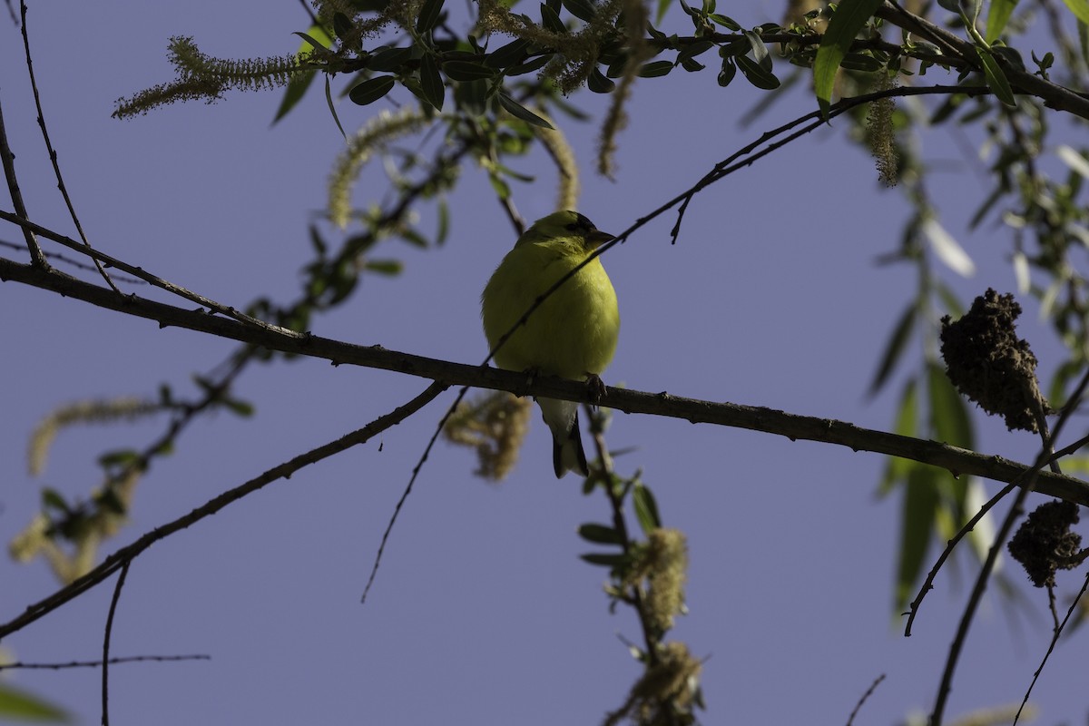 American Goldfinch - ML602462881