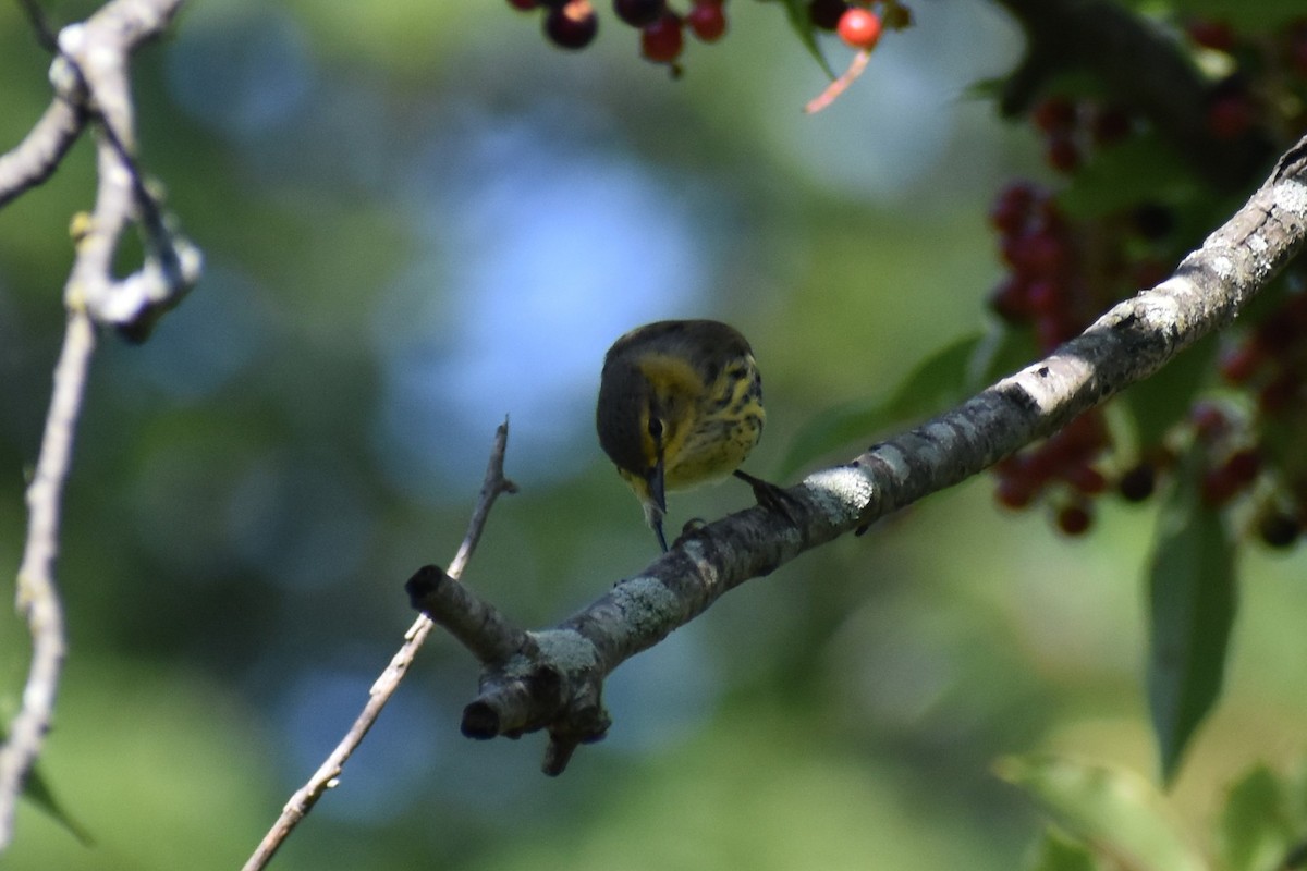 Cape May Warbler - David Lichter