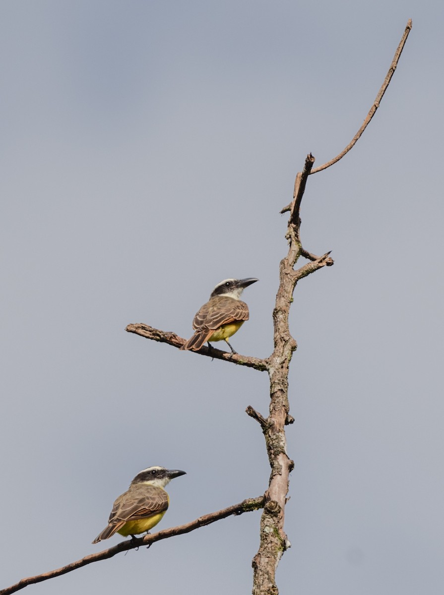 Bienteveo Pitanguá (chrysogaster) - ML602464741