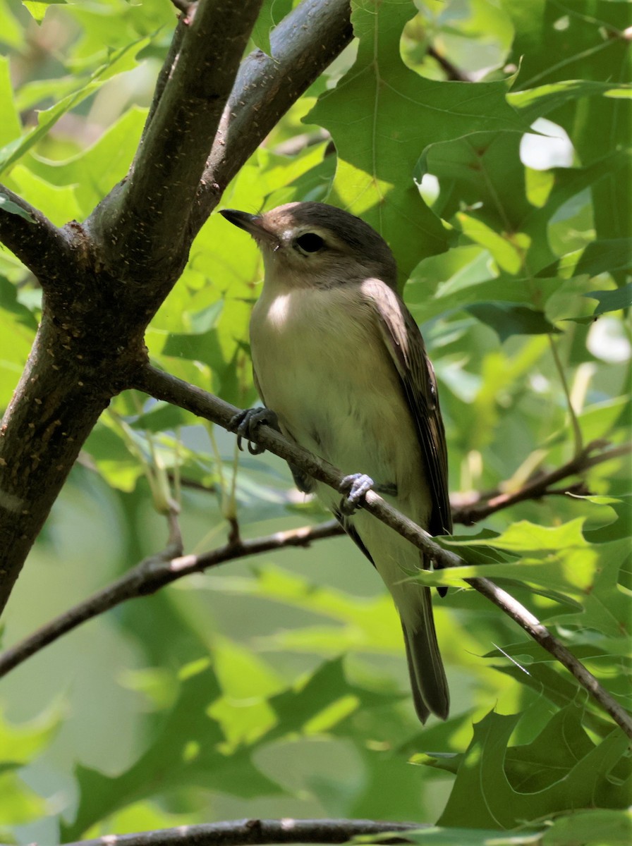 Warbling Vireo - ML602466751